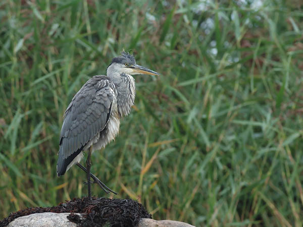 Harmaahaikara, Grey Heron, Ardea cinerea
